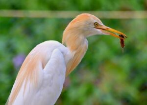 A birders’ paradise